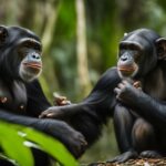 Chimpanzee mating habits