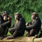 Chimpanzee species