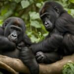 Gorilla sibling bonds