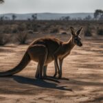 Kangaroo and climate change