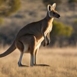 Kangaroo body structure