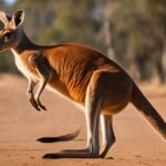 Kangaroo hopping and energy efficiency