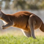 Kangaroo hopping speed