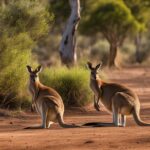 Kangaroo-human conflict