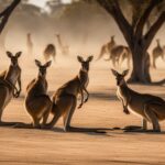 Kangaroo mating season