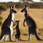 Kangaroo reproduction