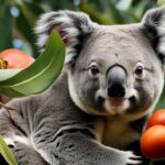 Koala diet variety