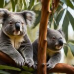 Koala facts
