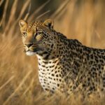 Leopard camouflage