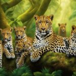 Leopard conservation success stories
