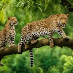 Leopard social behavior