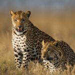 Leopard social hierarchy