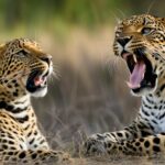 Leopard vocalizations