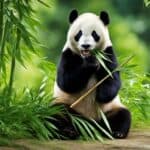 Panda bamboo species