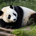 Panda body structure