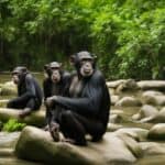 Chimpanzee tourism impact