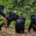 Do chimpanzees use tools, and if so, how and why?