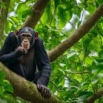 How and where do chimpanzees build their nests for rest?