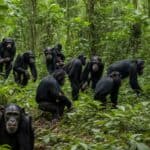 How do researchers study and track wild chimpanzee populations?