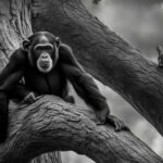 What are the unique physical features of chimpanzees?