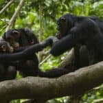 What is the process of raising chimpanzee offspring?