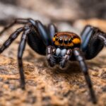 Are there any venomous spiders in the USA?