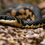 What types of snakes are found in the USA?