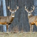 How can you distinguish between a mule deer and a white-tailed deer?