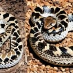 How do you distinguish between a rattlesnake and a bullsnake?