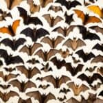How do you identify different species of bats in the USA?