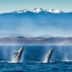 What are the migration patterns of gray whales?