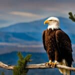 What is the lifespan of a bald eagle in the wild?