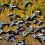 What is the most common bird in the USA?