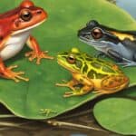 What types of amphibians are common in the USA?