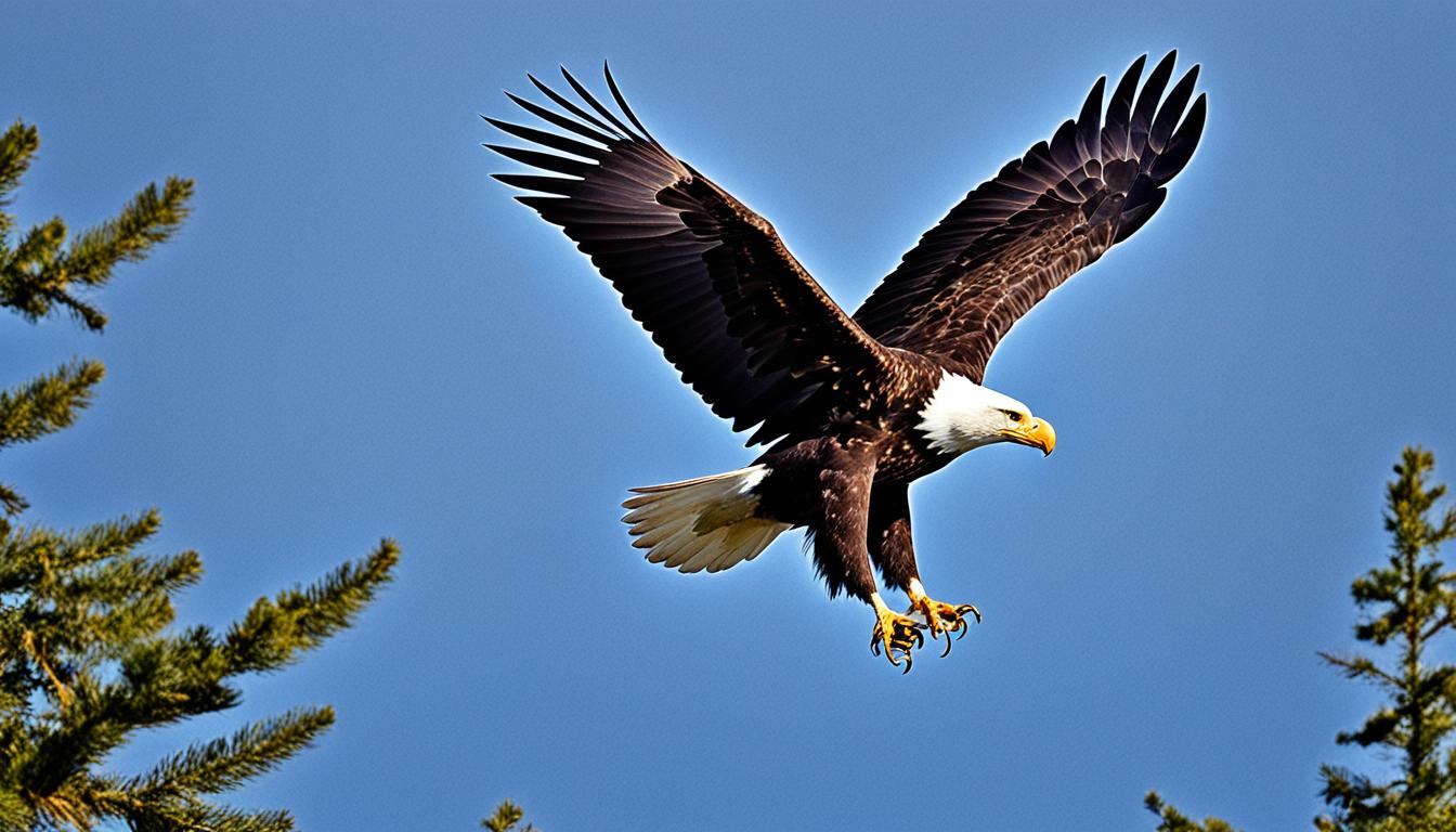 Where can you find bald eagles in the USA?