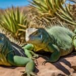 Are there any native iguanas in the USA?