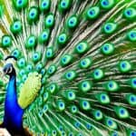 Are there any native peacocks in the USA?