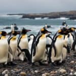 Are there any native penguins in the USA?