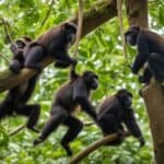 Are there wild chimpanzees in the USA?