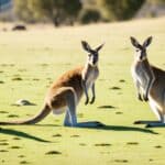 Are there wild kangaroos in the USA?