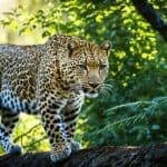 Are there wild leopards in the USA?