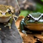 How do you distinguish between a frog and a toad?