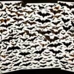 How do you identify different species of bats in the USA?