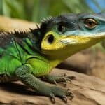 How do you identify different species of lizards in the USA?