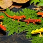 How do you identify different species of newts in the USA?