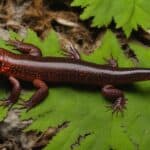 How do you identify different species of salamanders in the USA?