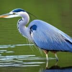 How do you identify different types of herons in the USA?