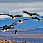 What are the migration patterns of bald eagles?