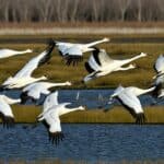 What are the migration patterns of the whooping crane?