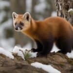 What is the range of the American marten?